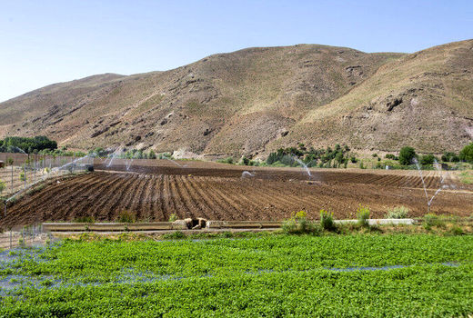 آبی شدن بیش از 17 هزار هکتار از اراضی کشاورزی ایلام با سامانه گرمسیری 
