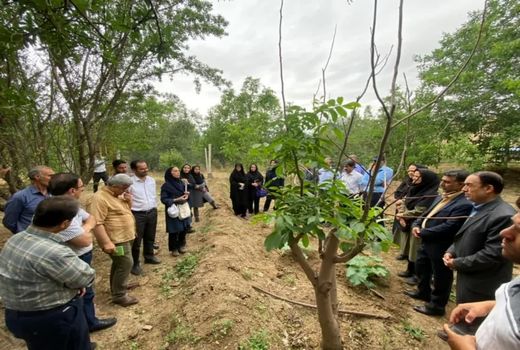 برگزاری کارگاه آموزشی، ترویجی و مهارتی نگهداری باغات سرشاخه کاری شده