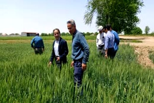 بازدید کارشناسان فنی از مزارع گندم، جو وکلزا بشاریات غربی