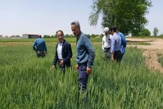 بازدید کارشناسان فنی از مزارع گندم، جو وکلزا بشاریات غربی