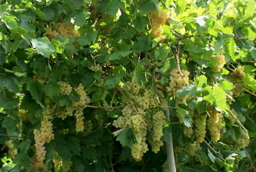 ۲۳ هزار تن انگور در استان برداشت شد