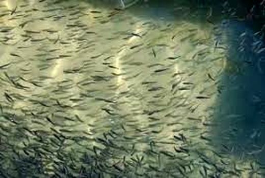 تولید بیش از ۵۰ میلیون قطعه لارو کپور در مرکز شهید ملکی اهواز