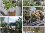 توقف 5 محموله نهال  فاقد مجوز در پست قرنطینه ای شهرستان راور