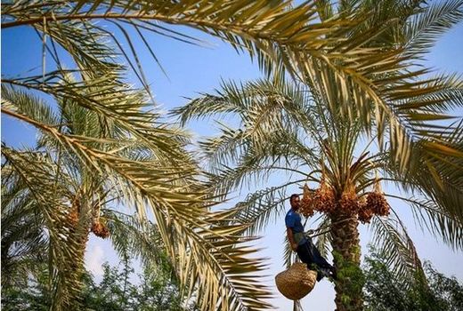 افزایش ۲۰ درصدی تولید خرما در استان بوشهر