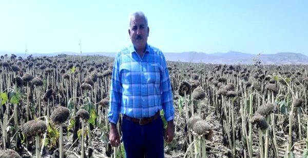 آغاز برداشت آفتاب‌گردان از مزرعه 15 هکتاری در خداآفرین