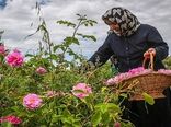 افزایش ۵ برابری برداشت گل محمدی در رزن و درگزین