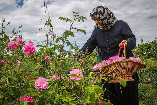 افزایش ۵ برابری برداشت گل محمدی در رزن و درگزین