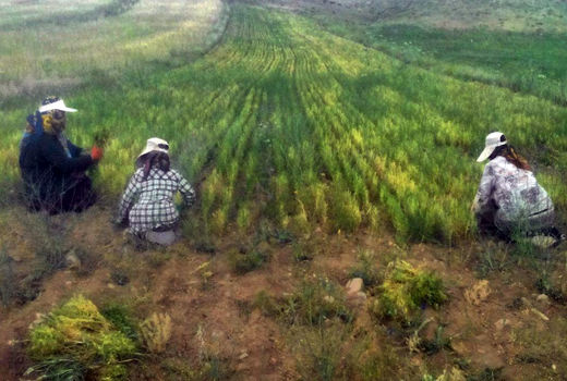 تولید 10 درصد عدس ایران در ورزقان