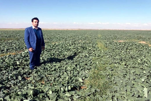 سطح زیر کشت کلزا در بخش خسروشاه شهرستان تبریز حدود 419 هکتار است