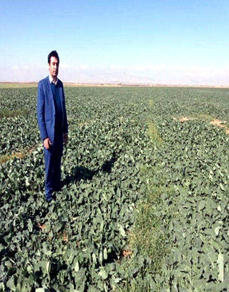 سطح زیر کشت کلزا در بخش خسروشاه شهرستان تبریز حدود 419 هکتار است