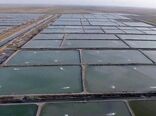 ایجاد بستر سرمایه‌گذاری کلان در پرورش میگو با بازنگری قوانین / گسترش سایت های پرورش میگو راهکاری برای ارزآوری است