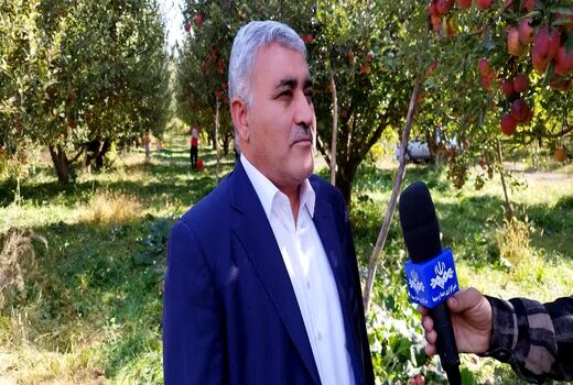 بیش از ۶۵ هزار بهره‌بردار در باغات سیب درختی آذربایجان غربی فعالیت دارند 