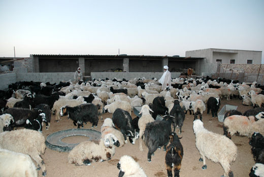تامین 50 هزار راس دام سبک برای عید قربان در سیستان و بلوچستان