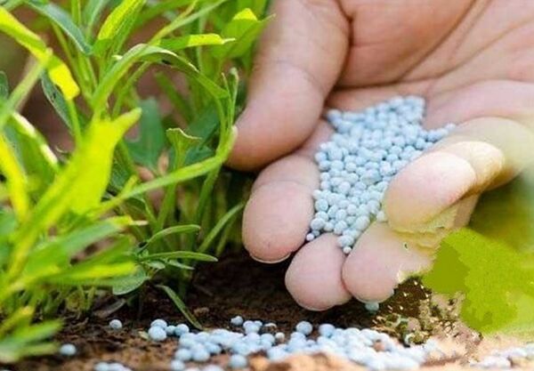 مقدار 9 هزار و 400 تن کود ازت در پنج ماهه اول سال در استان سمنان توزیع شد