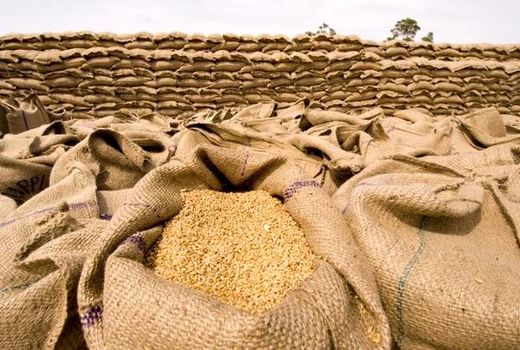 آغاز کشت محصولات شتوی در سرچهان