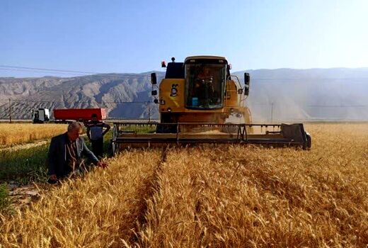 بیش از ۸۱۵ هزار تن گندم از مزارع فارس برداشت شده است
