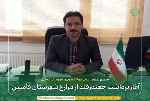 آغاز برداشت چغندرقند از مزارع شهرستان فامنین