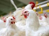 افزایش ۲ درصدی عرضه گوشت طیور در دی‌ماه ۱۴۰۴/ سهم ۹۶.۹ درصدی مرغ از تولید کشتارگاه‌ها