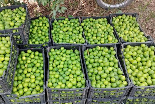 آغاز برداشت لیمو ترش از باغ‌های مرکبات دزفول