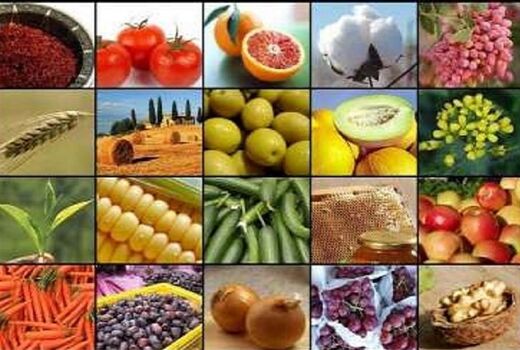 بیشترین زنجیره ارزش بخش کشاورزی در فارس 