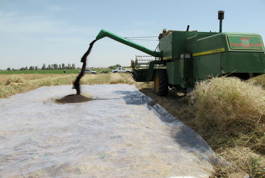 خرید 420 تن کلزا در سیستان و بلوچستان