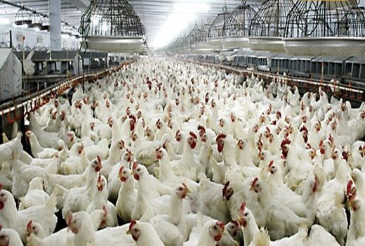 تسهیل برای استعدادیابی اراضی برای احداث مگا پروژه های مرغ گوشتی 