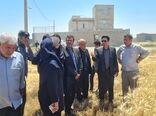 پیش بینی تولید 17 هزار تن گندم در شهرستان تبریز