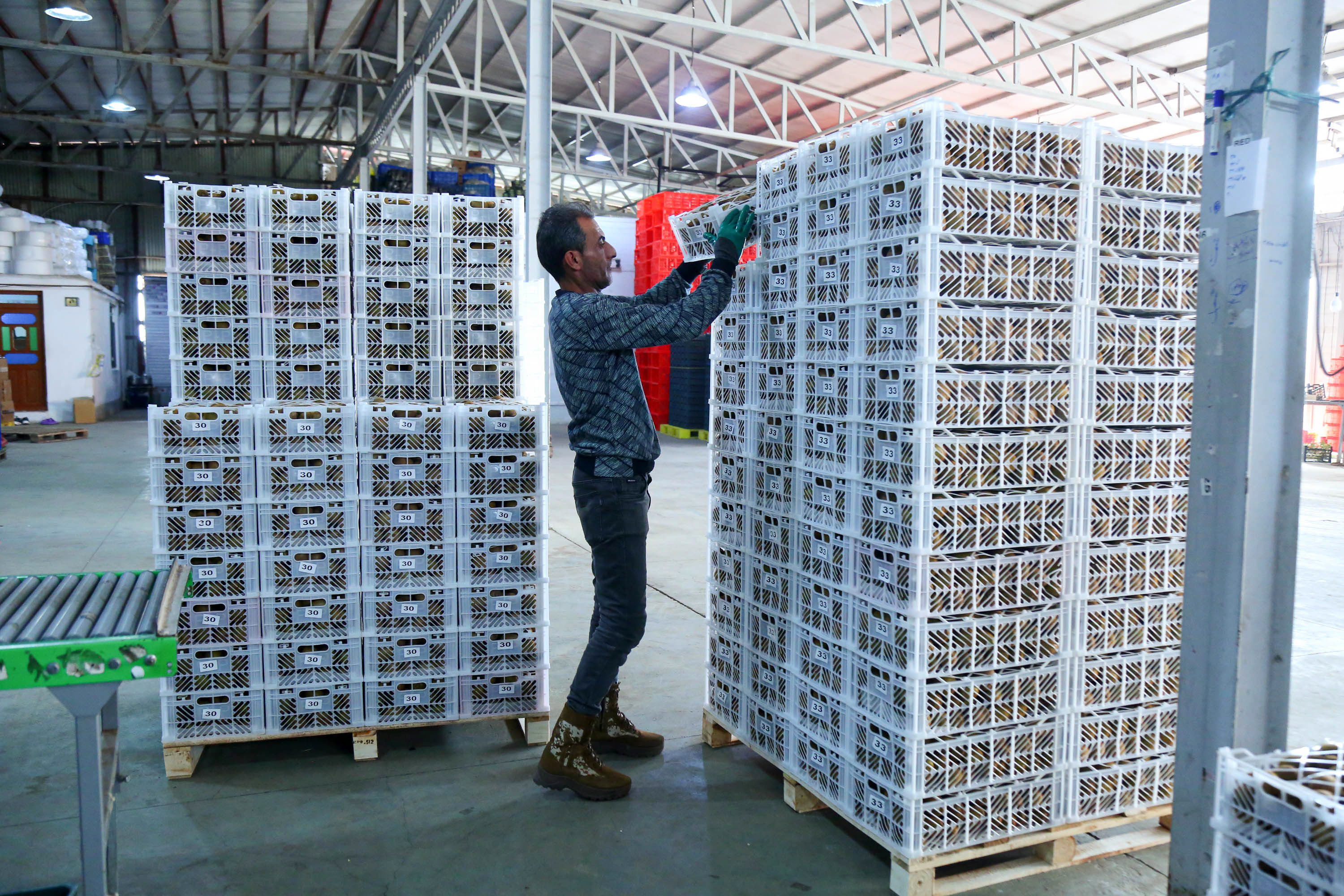  میوه ای شگفت انگیز به نام کیوی 