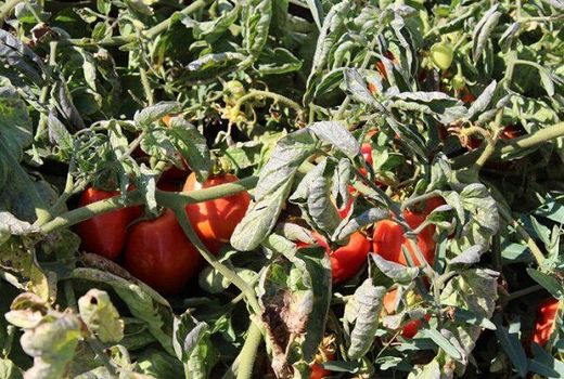 پیش‌بینی برداشت ۵۳ هزار تن گوجه فرنگی در مزارع اصفهان