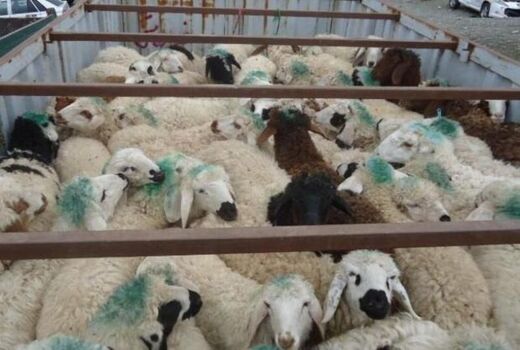 افزایش 20 درصدی صدور مجوز خروج دام از خراسان شمالی