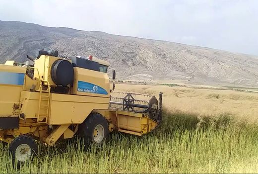 افزایش 500 درصدی تولید کلزا در فیروزآباد