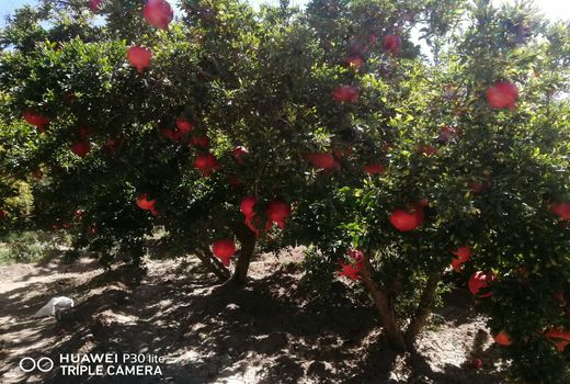 انار کازرون به بازار آمد