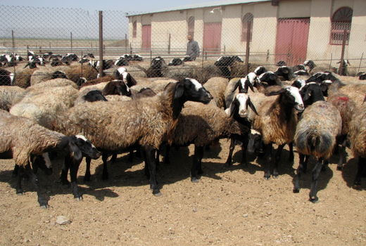 پرداخت بیش از ۱۰۴ میلیارد ریال تسهیلات به واحدهای پرواربندی دام در استان قزوین