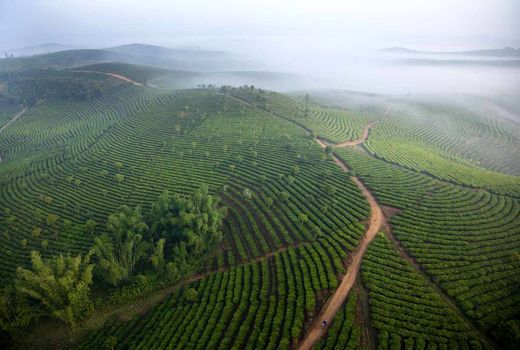 چای‌کاری در چین 