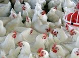 پرورش ۲۹ هزار قطعه مرغ ایرانی مادر برای نخستین بار در خراسان شمالی