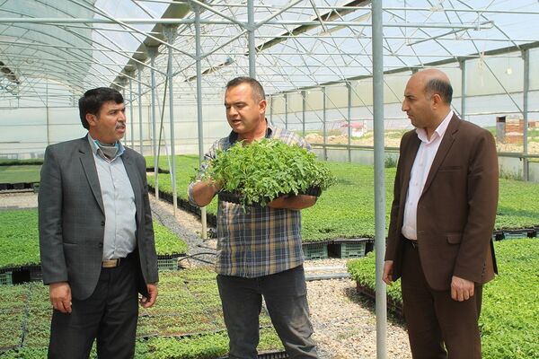 بازدید مدیر جهاد کشاورزی شهرستان فاروج ازگلخانه شرکت کشت و صنعت مزرعه سبز خرم فاروج
