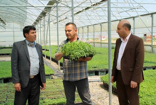 بازدید مدیر جهاد کشاورزی شهرستان فاروج ازگلخانه شرکت کشت و صنعت مزرعه سبز خرم فاروج