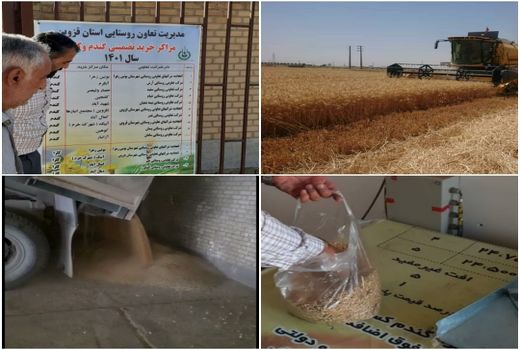آغاز خرید تضمینی گندم از مراکز خرید در شهرستان آبیک
