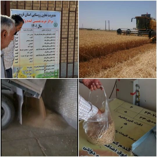 آغاز خرید تضمینی گندم از مراکز خرید در شهرستان آبیک