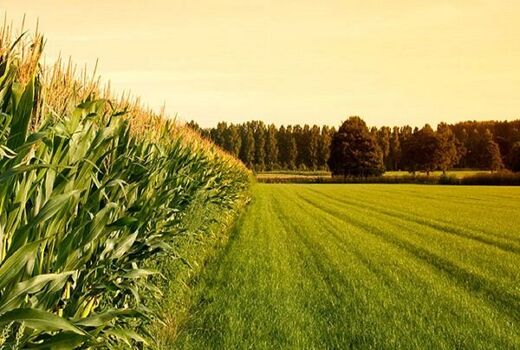 ۱۰۰ درصد طرح جهش تولید در دیمزارهای خوزستان اجرایی شده است 