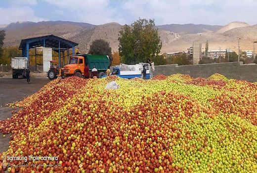 خرید تضمینی بالغ بر 3000 تن سیب در سپیدان
