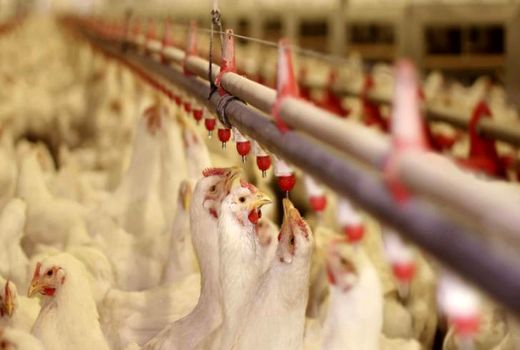 هشدار دامپزشکی آذربایجان غربی در خصوص شیوع بیماری آنفلوآنزای فوق حاد پرندگان