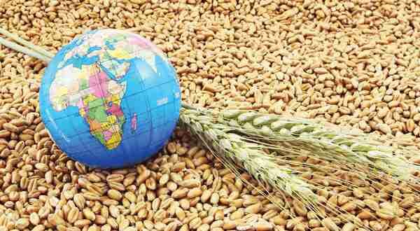 ادامه کاهش قیمت گندم در بازارهای جهانی