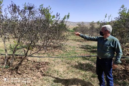 سرمای بهاره به باغ های ارسنجان آسیب زد 