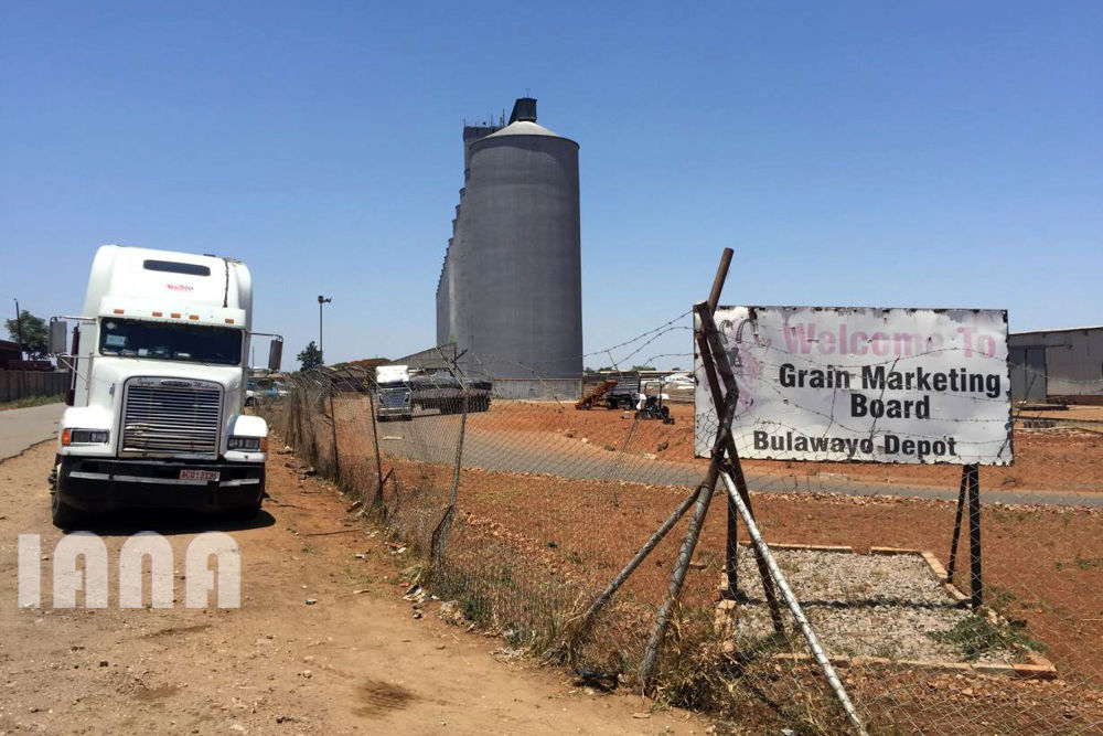 رشد ذرت یا نه؟ 