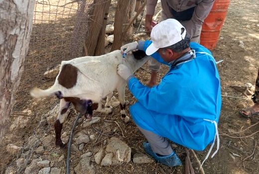 نظارت مستمر بر مصرف داروهای دامپزشکی در استان بوشهر انجام می‌شود