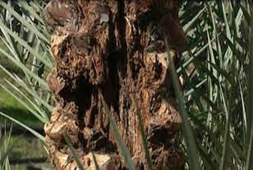 کاهش مصرف سموم آفت کش با استفاده از ادوات مبارزه غیر شیمیایی در آبادان