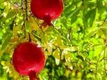 تولید بیش از ۴۲۰ هزار تُن انار در فارس 