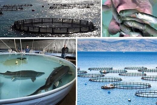 تولید بیش از 60 هزار تن میگو تا سال 1400 