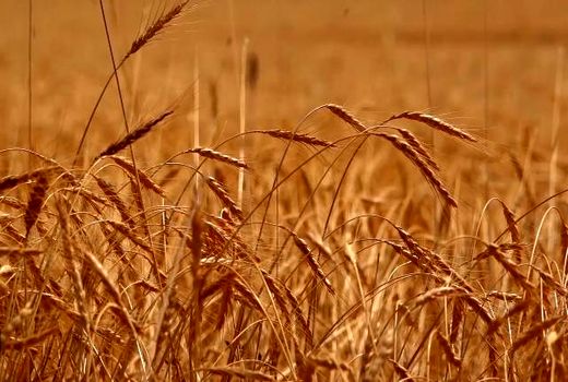 حرکت برای دروی طلای با برکت